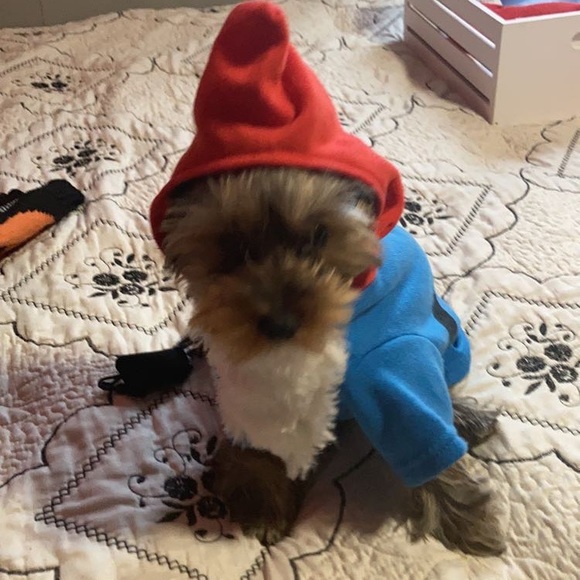 Meet your Posher, Amoret - Picture 2 of 4